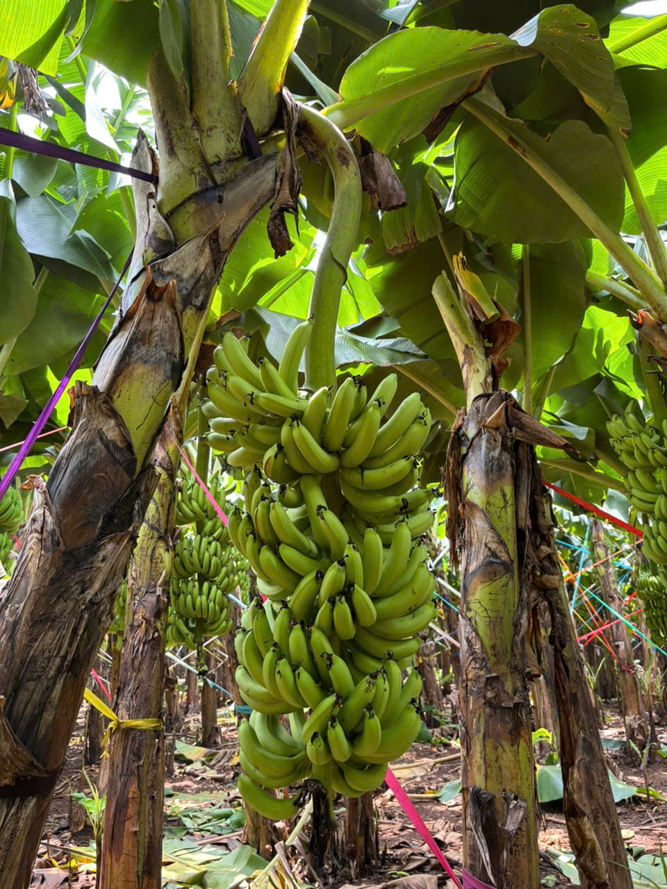 Banana bunches